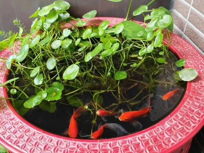 6383344288932489758840512